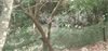 /Uploads/_thumbs/images/caylaunamhamthang/3df2dd475245ab1bf254.jpg