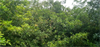 /Uploads/_thumbs/images/caylaunamhamthang/45cd2926a6245f7a0635.jpg