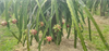 /Uploads/_thumbs/images/caylaunamhamthang/5f65aafe25fcdca285ed.jpg