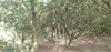 /Uploads/_thumbs/images/caylaunamhamthang/8b9ecd7e427cbb22e26d.jpg