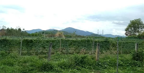 Bán 8.5 mẫu đất nông nghiệp thôn 2 Hàm Liêm, huyện Hàm Thuận Bắc, tỉnh Bình Thuận.