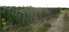 /Uploads/_thumbs/images/phulong/1bcedeeace0637586e17.jpg